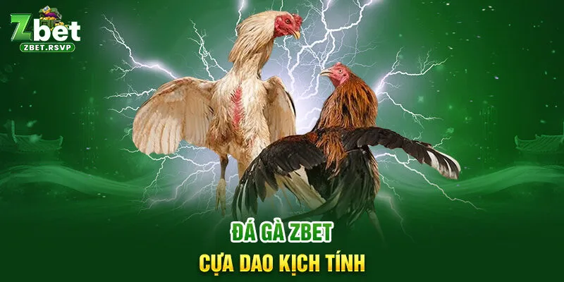 Đá gà ZBET cựa dao kịch tính